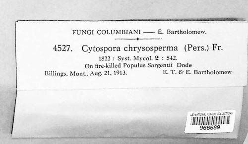 Cytospora chrysosperma image